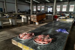 Accra;-Ghana;-Jamestown;-fish-market;-hall;-large-fish;-sea-bream;-red-snapper;-sparse-catch;-stalls;-granite;-new-harbour;-Sino-Ghanaian-cooperation;-artisanal-fishing;-Gulf-of-Guinea;-economy;-West-Africa;-historic-district;-documentary-photography;-Kaleidos;-Kaleidos-images;-La-parole-à-limage;-Stories-Pictures;-Tarek-Charara